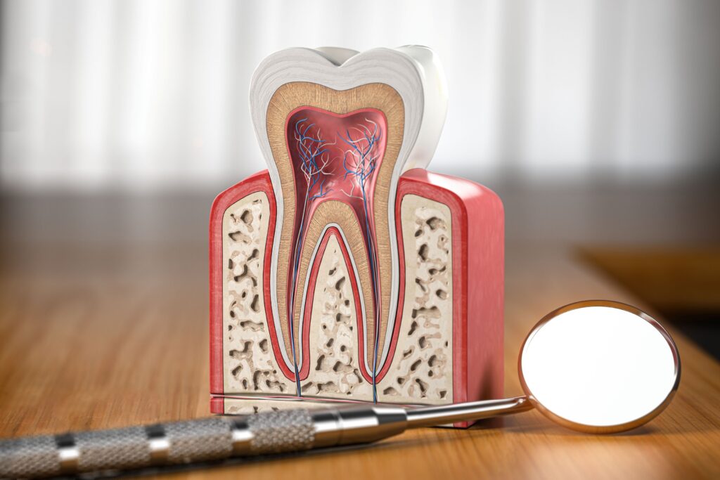 Cross-sectioned model of a tooth showing roots on a desk next to dental mirror